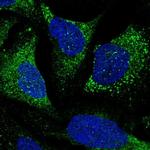 TTLL7 Antibody in Immunocytochemistry (ICC/IF)