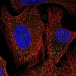 PCDHA6 Antibody in Immunocytochemistry (ICC/IF)