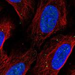 EAF1 Antibody in Immunocytochemistry (ICC/IF)