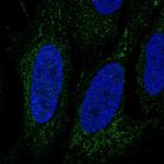 LINGO3 Antibody in Immunocytochemistry (ICC/IF)