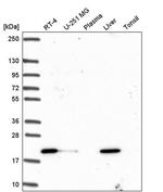 OIP5 Antibody in Western Blot (WB)