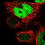 FKBPL Antibody in Immunocytochemistry (ICC/IF)