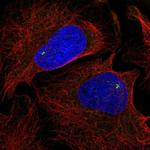 NOD4 Antibody in Immunocytochemistry (ICC/IF)