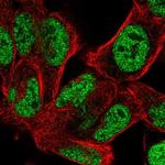 BOC Antibody in Immunocytochemistry (ICC/IF)