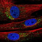 INMT Antibody in Immunocytochemistry (ICC/IF)