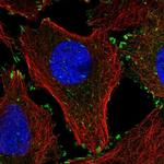 LPXN Antibody in Immunocytochemistry (ICC/IF)