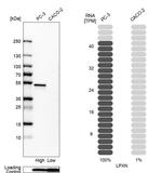 LPXN Antibody