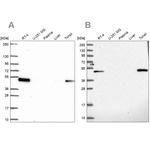 LPXN Antibody in Western Blot (WB)