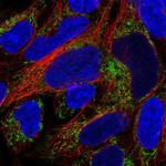 SUCLA2 Antibody in Immunocytochemistry (ICC/IF)