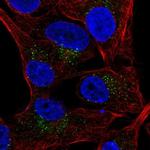 CRACC Antibody in Immunocytochemistry (ICC/IF)