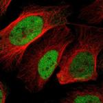 BOC Antibody in Immunocytochemistry (ICC/IF)