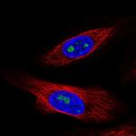 ZNF57 Antibody in Immunocytochemistry (ICC/IF)