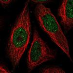 ICE1 Antibody in Immunocytochemistry (ICC/IF)