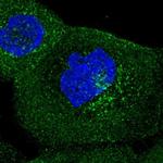 IFIT5 Antibody in Immunocytochemistry (ICC/IF)