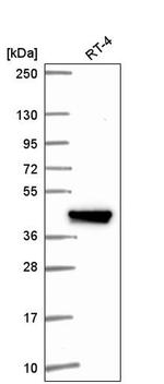 IFIT5 Antibody in Western Blot (WB)