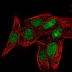 PPIL3 Antibody in Immunocytochemistry (ICC/IF)