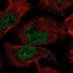 EBLN2 Antibody in Immunocytochemistry (ICC/IF)