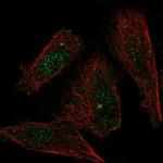 XDH Antibody in Immunocytochemistry (ICC/IF)