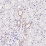 XDH Antibody in Immunohistochemistry (IHC)