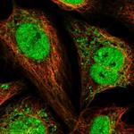 PAM16 Antibody in Immunocytochemistry (ICC/IF)