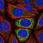 IDH3A Antibody in Immunocytochemistry (ICC/IF)