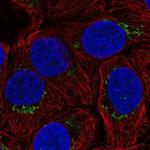 B4GALT4 Antibody in Immunocytochemistry (ICC/IF)