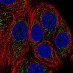 NDUFB1 Antibody in Immunocytochemistry (ICC/IF)