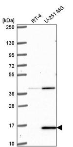 PIN4 Antibody in Western Blot (WB)