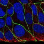 KIAA1522 Antibody in Immunocytochemistry (ICC/IF)