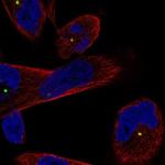 CEP250 Antibody in Immunocytochemistry (ICC/IF)