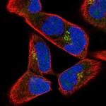 JAKMIP2 Antibody in Immunocytochemistry (ICC/IF)