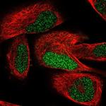 TCEAL7 Antibody in Immunocytochemistry (ICC/IF)