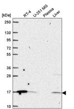 ORMDL1 Antibody in Western Blot (WB)