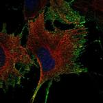 NTNG1 Antibody in Immunocytochemistry (ICC/IF)