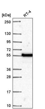 POLM Antibody in Western Blot (WB)