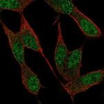 NAF1 Antibody in Immunocytochemistry (ICC/IF)