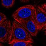 TH1L Antibody in Immunocytochemistry (ICC/IF)