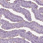 PACRG Antibody in Immunohistochemistry (IHC)