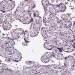 PACRG Antibody in Immunohistochemistry (IHC)