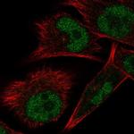 ELAC1 Antibody in Immunocytochemistry (ICC/IF)