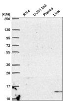 UCN2 Antibody in Western Blot (WB)