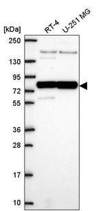 PABP Antibody in Western Blot (WB)