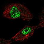 TAF5L Antibody in Immunocytochemistry (ICC/IF)