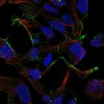 STMND1 Antibody in Immunocytochemistry (ICC/IF)