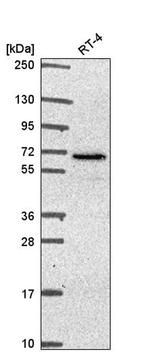 IFRD2 Antibody in Western Blot (WB)