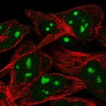 WEE1 Antibody in Immunocytochemistry (ICC/IF)