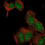 EXTL2 Antibody in Immunocytochemistry (ICC/IF)