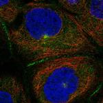 PATJ Antibody in Immunocytochemistry (ICC/IF)