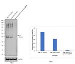 MCT1 Antibody in Western Blot (WB)