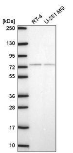 E4F1 Antibody in Western Blot (WB)